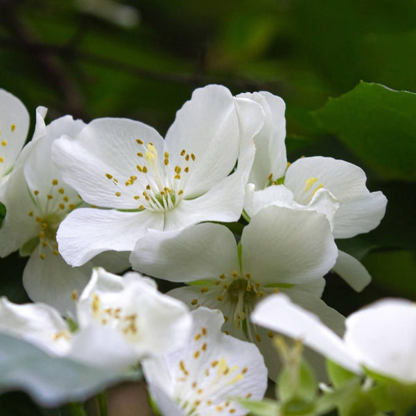 Chogan Parfum 163 – Blooming Skin – Jasmin als blumig-elegante Herznote